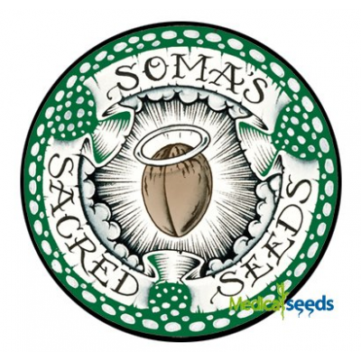 Soma Seeds - Amnesia Haze regular