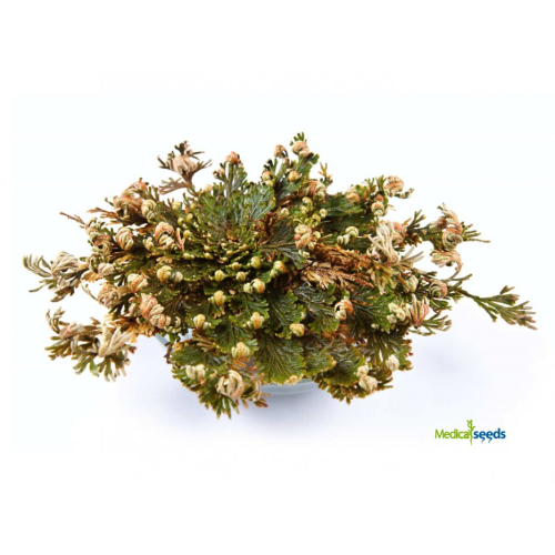 Růže z Jericha - dárkové balení