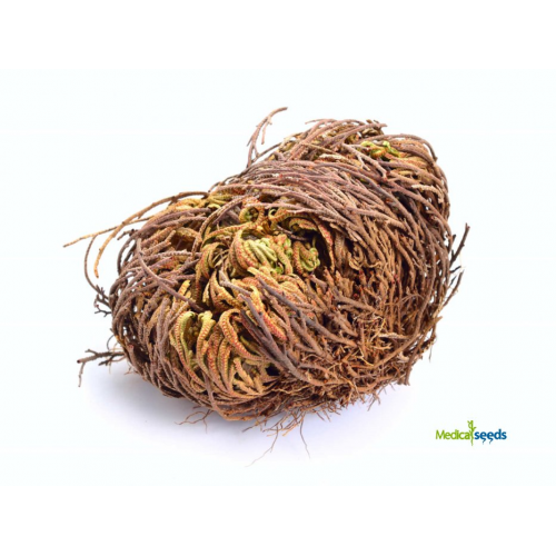 Růže z Jericha - celá rostlina