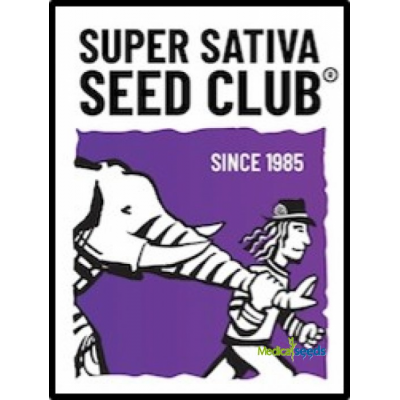 Super Sativa Seed Club - Auto Elephant CBD