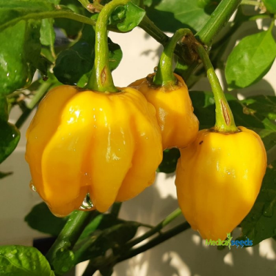 Habanero Yellow - chilli semena