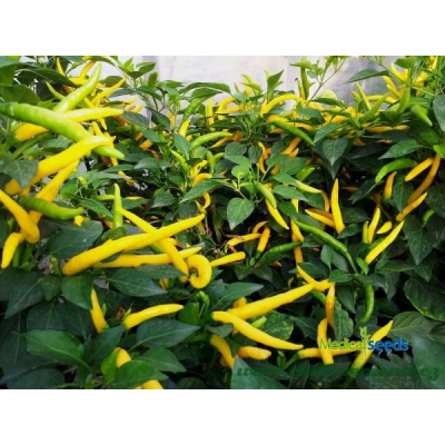 Cayenne Yellow - chilli semena
