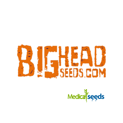 Big Head Seeds - Crystal Gelato