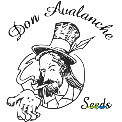 Don Avalanche Seeds - Don Bruce Banner