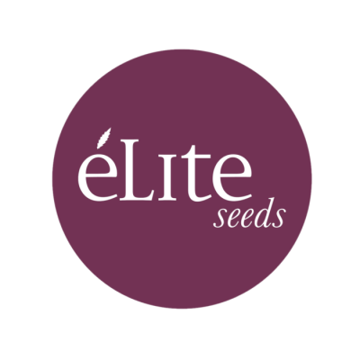 Élite Seeds - Sedativa CBDV Auto