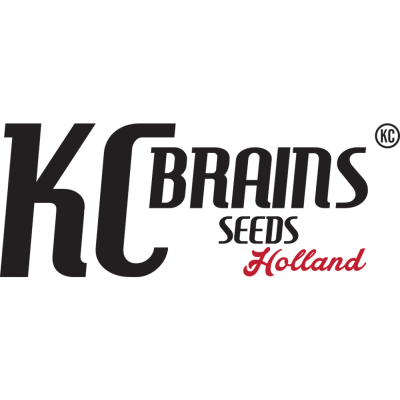 KC Brains Seeds - Afghani Special