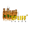 SPLIFF SEEDS