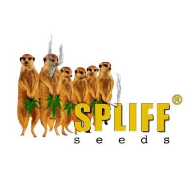 Spliff Seeds - Bubblegun regular