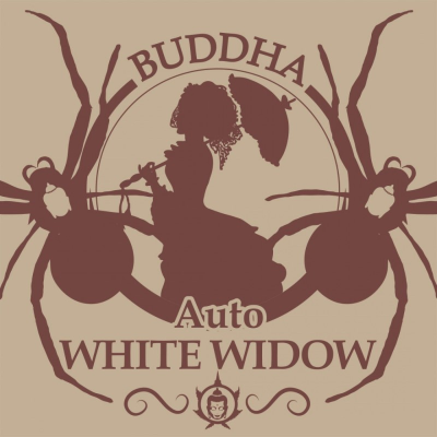 Buddha Seeds - Auto White Widow