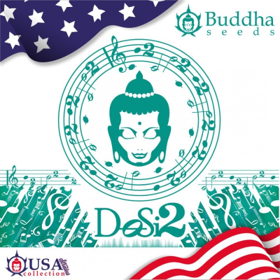 Buddha Seeds - Buddha DoSi2