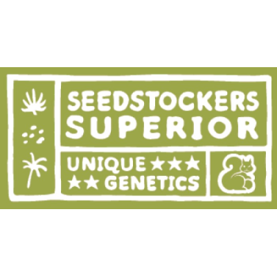 Seedstockers Superior - Black Rainbow Auto