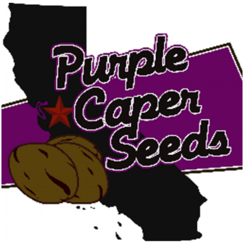 Purple Caper Seeds - Skunk Lady