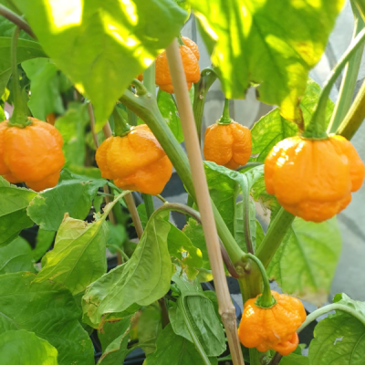 Trinidad Scorpion Moruga Yellow – semená chilli papričiek
