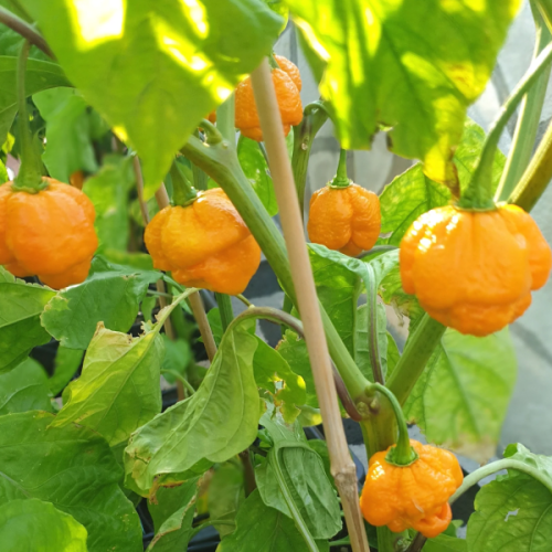 Trinidad Scorpion Moruga Yellow - chili seeds