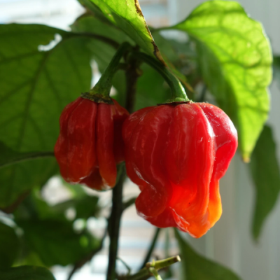 Trinidad Scorpion Moruga – semená chilli papričiek