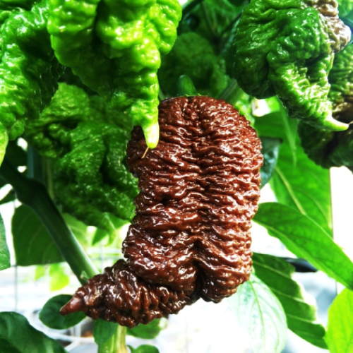 Big Black Mama - chilli semena