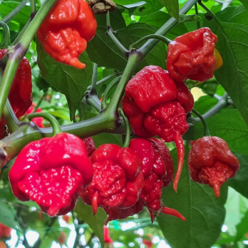 Carolina Reaper - chili seeds