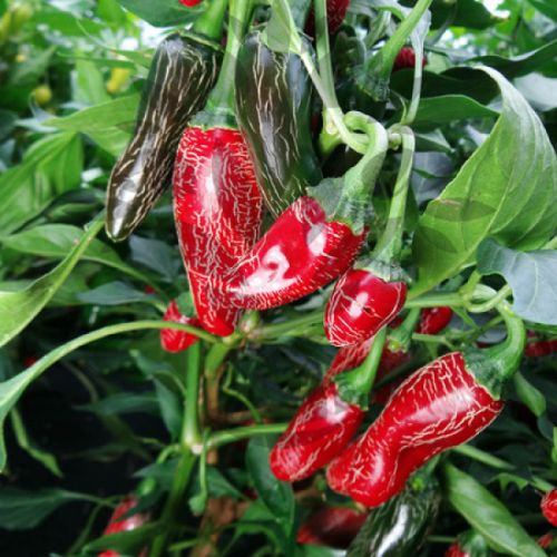 Jalapeno Maylon - chilli semena