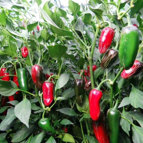 Jalapeno Senorita - chili seeds