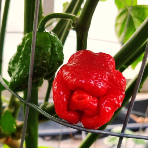 Dragons Breath - chilli semena