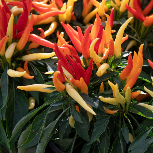 Naschzipfel (Medusa) - chili seeds