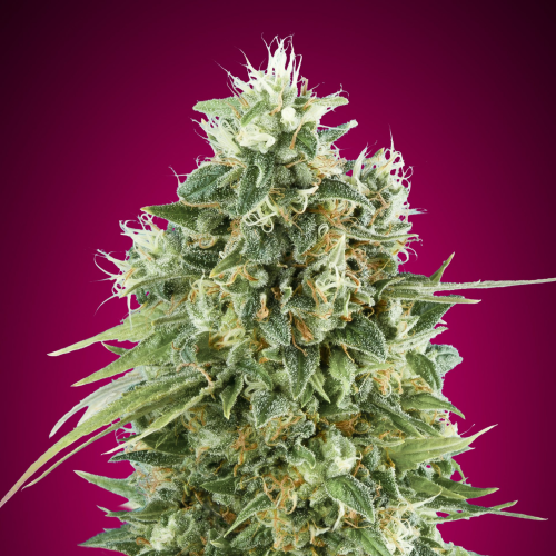 00 Seeds Bank - Bubble Gum CBD