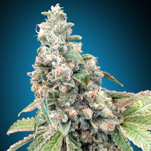 00 Seeds Bank - Harlequin CBD