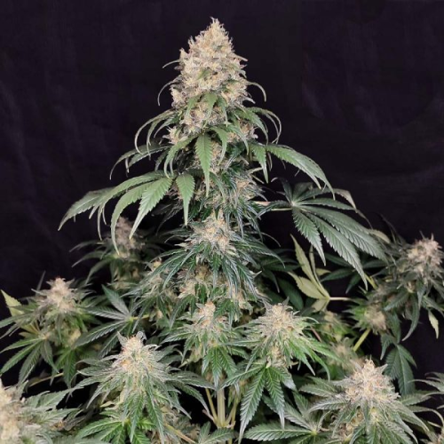 Buddha Seeds - Medikit CBD