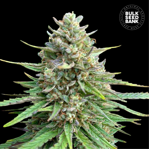 Bulk Seed Bank - CBD Sativa King