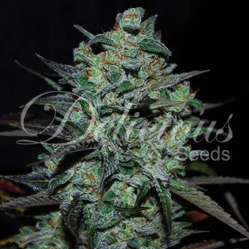 Delicious Seeds - Northern Light Blue THC Free