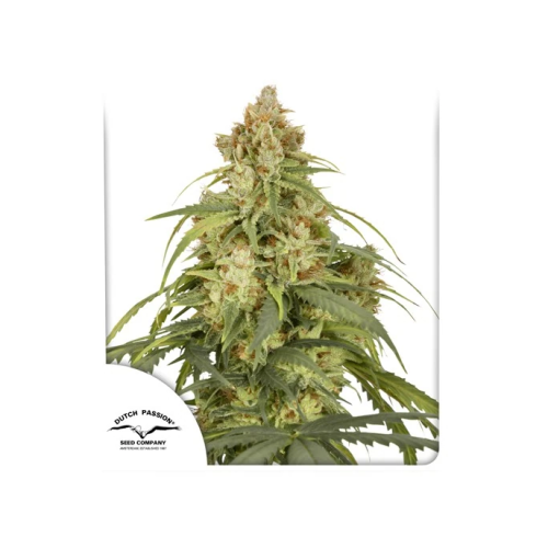 Dutch Passion - Auto CBD-Victory