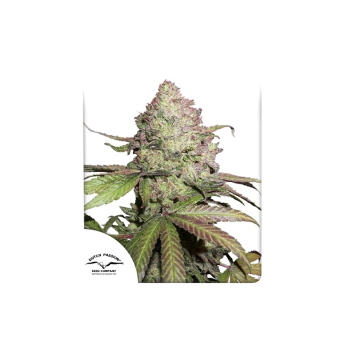 Dutch Passion - CBD Auto Charlottes Angel