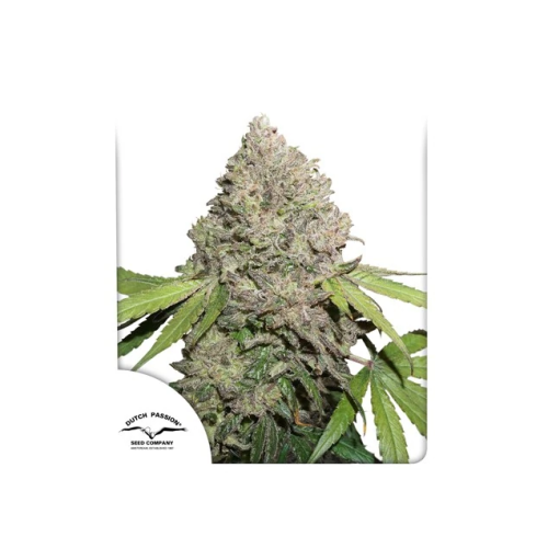 Dutch Passion - CBD Charlotte´s Angel