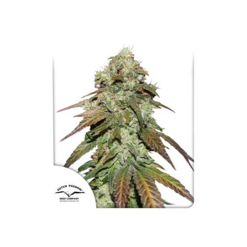 Dutch Passion - CBD Mazar