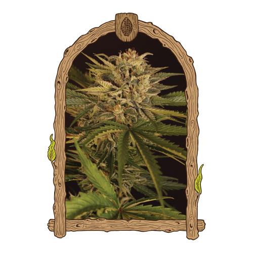 Exotic Seed - Dr. Greenman Pure CBD