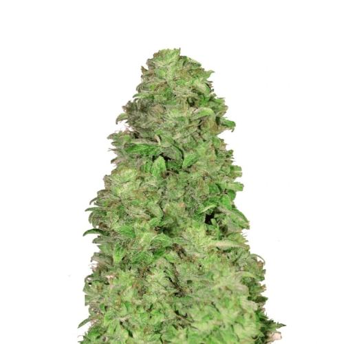 Fast Buds - CBD Auto 20:1