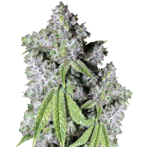Growers Choice - Charlottes Dream CBD