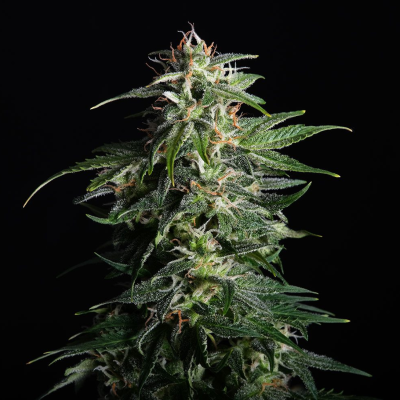 Kannabia Seeds - Swiss Dream Auto CBD