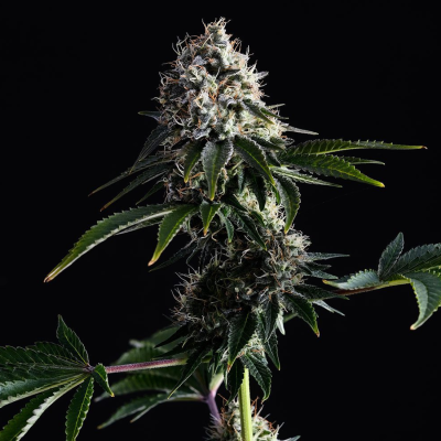 Kannabia Seeds - Swiss Dream CBD