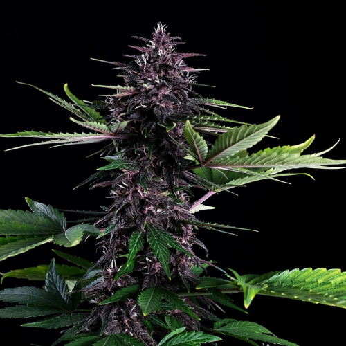 Kannabia Seeds - Swiss Dream Rosé Auto CBD