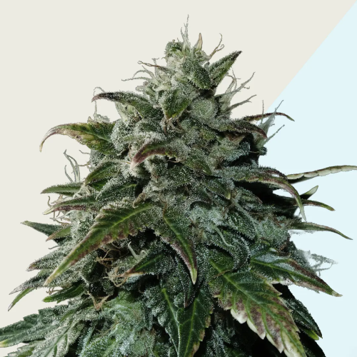 Kera Seeds - Black Beauty CBD
