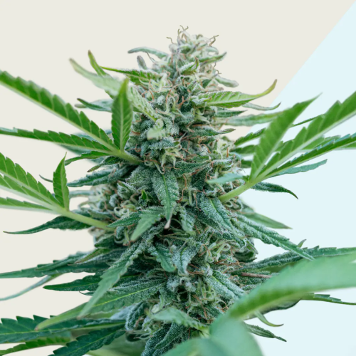 Kera Seeds - Black Diamond CBD