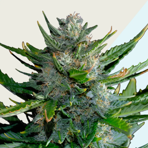 Kera Seeds - Harlequin CBD