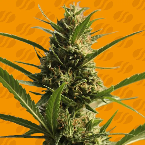 Original Sensible Seeds - Cannaboom CBD +