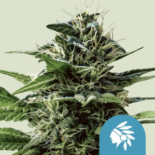 Royal Queen Seeds - Tatanka Pure CBD