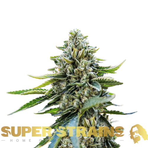 Super Strains - Eden CBD