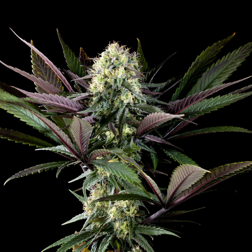 Kannabia Seeds - Apple Fritter