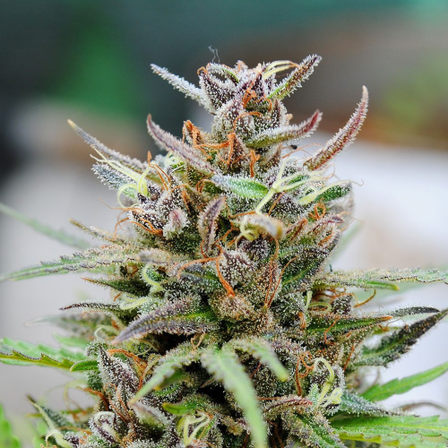 Kannabia Seeds - Baby Boom Auto