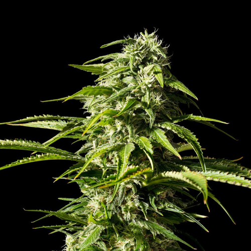 Kannabia Seeds - Big Bull