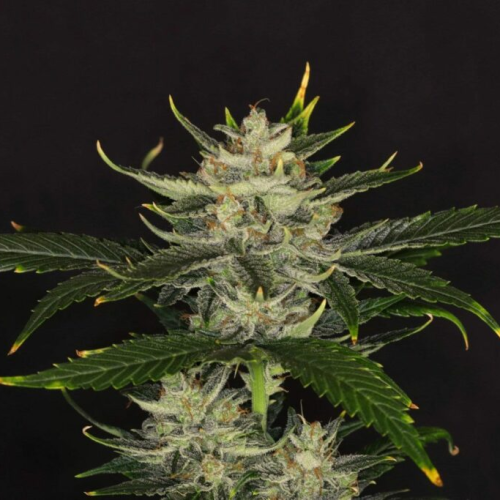Kannabia Seeds - Gorilla King Auto